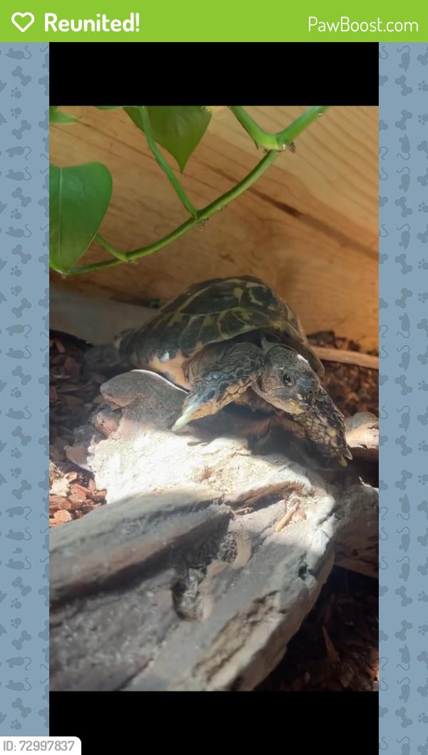 Reunited Male Reptile last seen High ridge knolls, Des Plaines, IL 60016