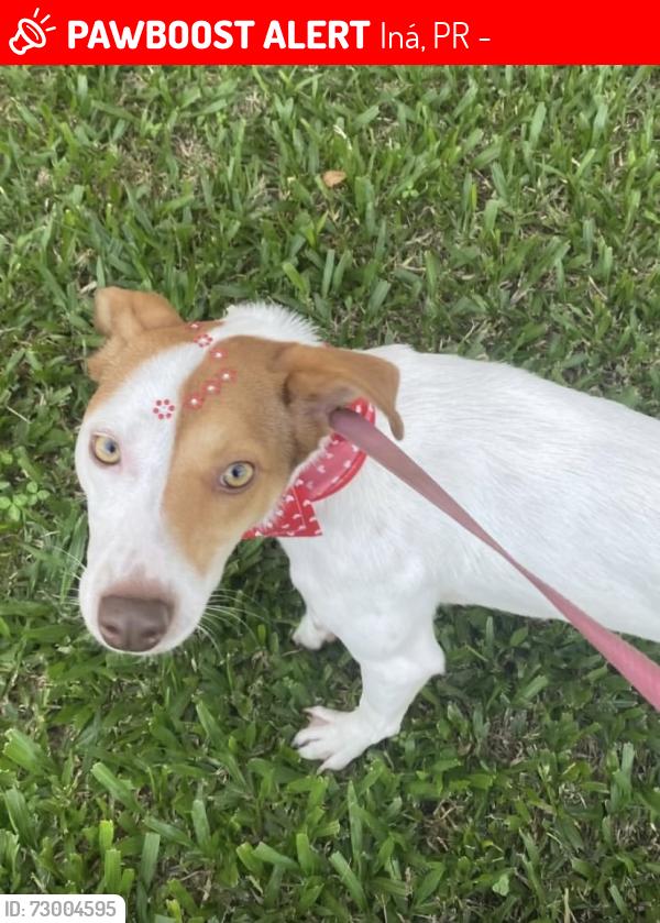 Lost Female Dog last seen Rua Adir Pedroso 777, Iná, PR 83065-110