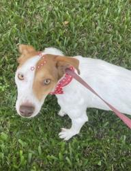 Lost Female Dog last seen Rua Adir Pedroso 777, Iná, PR 83065-110