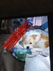 Lost Female Dog last seen Moss rose st 77086, Houston, TX 77012