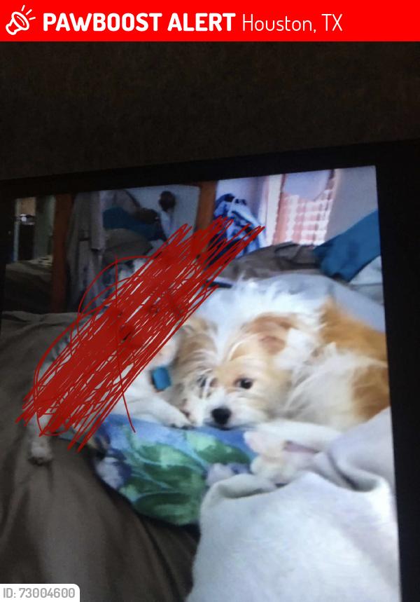 Lost Female Dog last seen Moss rose st 77086, Houston, TX 77012