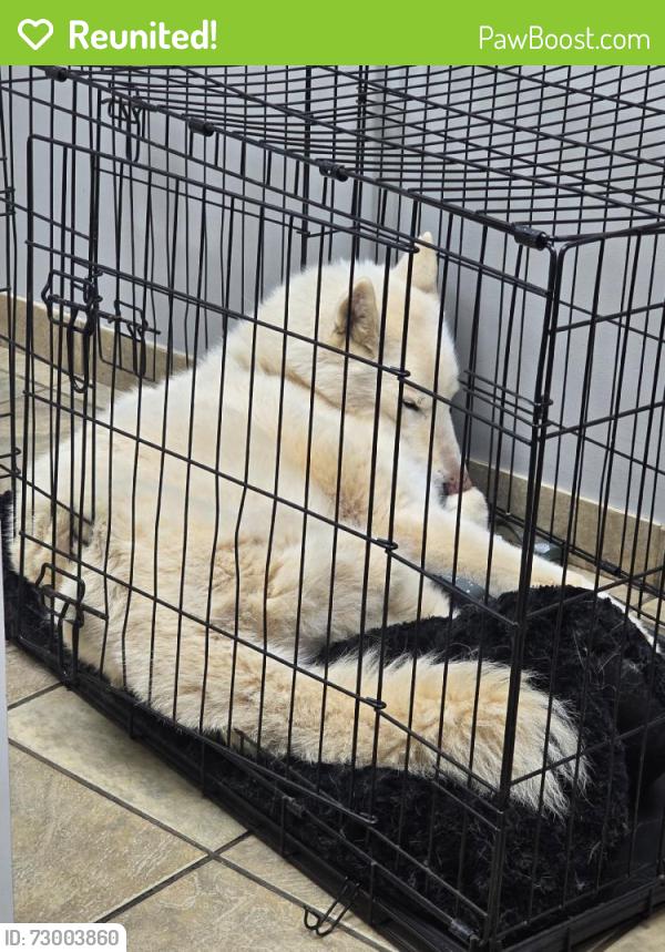 Reunited Female Dog last seen Jiles Rd, Kennesaw, GA 30144, USA, Kennesaw, GA 30144