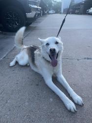 Reunited Unknown Dog last seen Mexico and salt lick rd, St. Peters, MO 63376