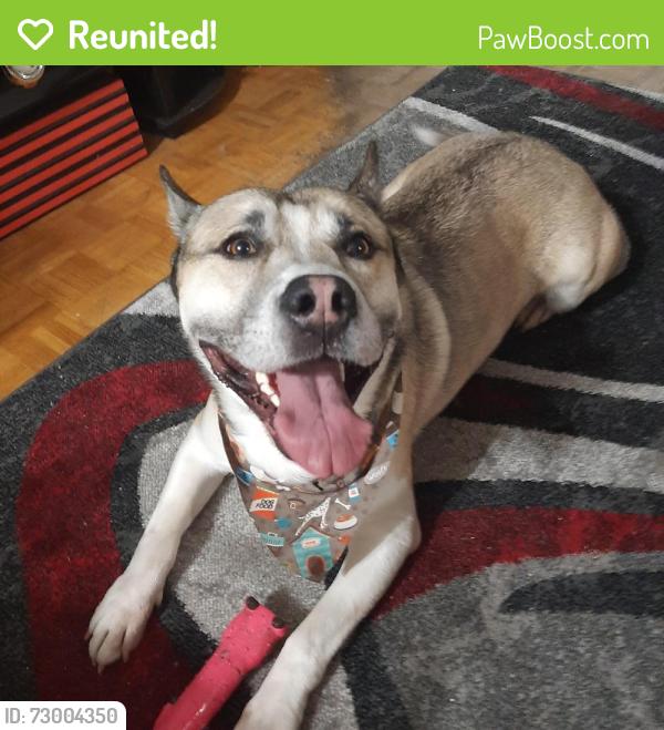 Reunited Male Dog last seen Yonge St. & Wedgewood, around Centre Park area, North York, Toronto, ON M2M 3W4