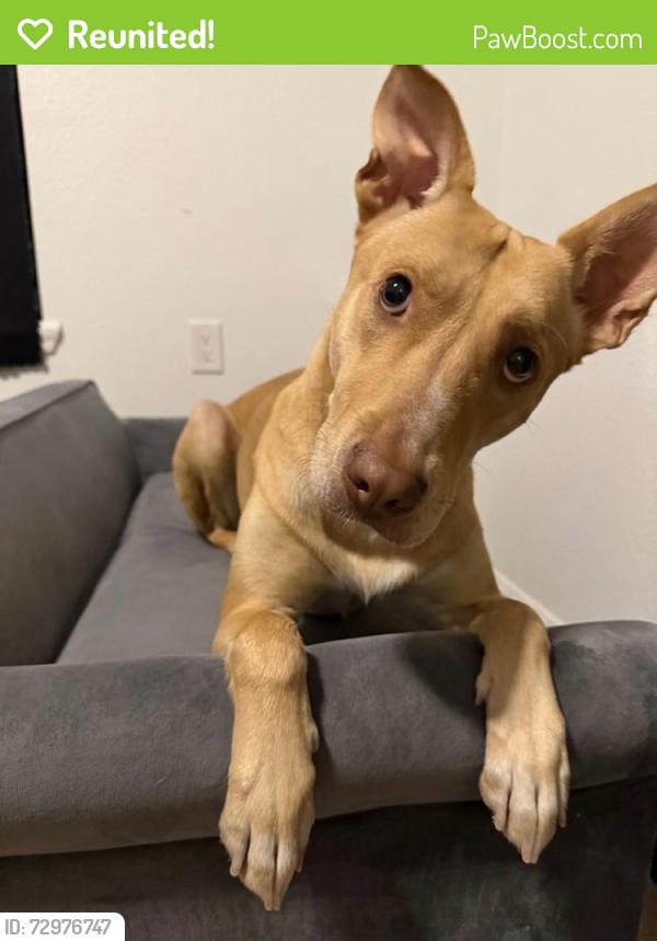 Reunited Female Dog last seen Townsend and Candlewood , Rialto, CA 92377