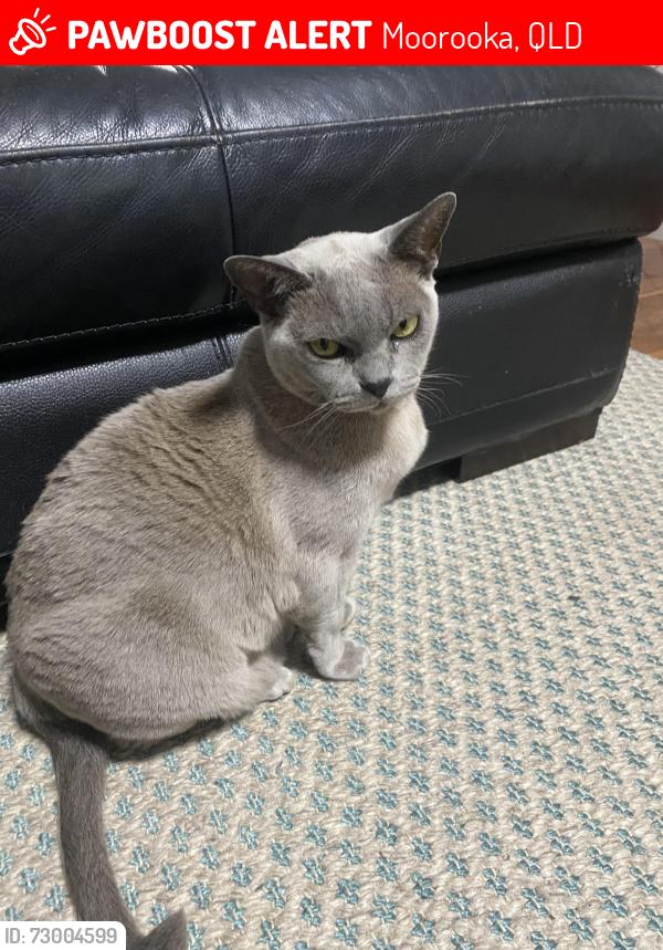 Lost Female Cat last seen Near O’Neil Street, Moorooka, Moorooka, QLD 4105