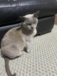 Lost Female Cat last seen Near O’Neil Street, Moorooka, Moorooka, QLD 4105