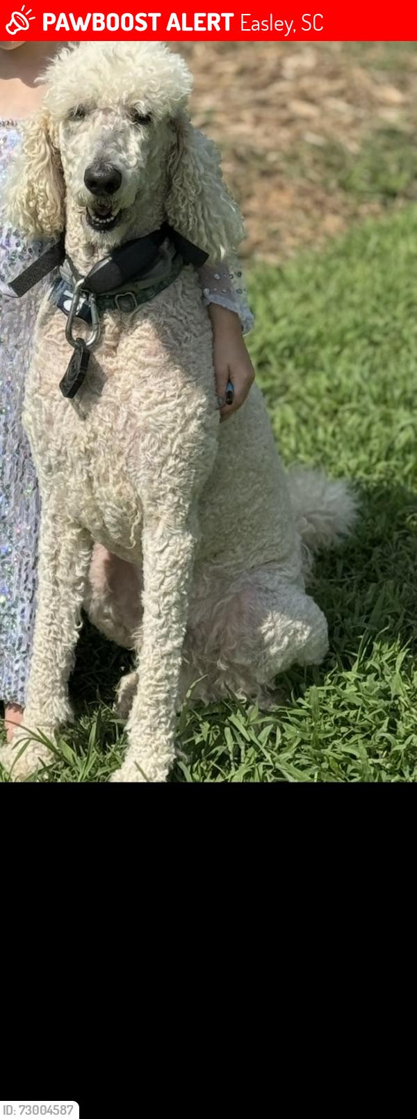 Lost Male Dog last seen Near Bagwell st Easley sc 29640, Easley, SC 29640