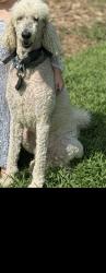 Lost Male Dog last seen Near Bagwell st Easley sc 29640, Easley, SC 29640