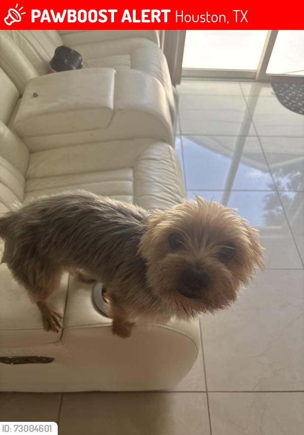 Lost Male Dog last seen Near caddo lake ln, Houston, TX 77083