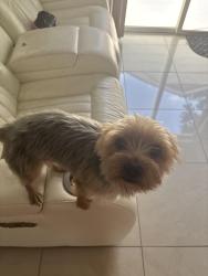 Lost Male Dog last seen Near caddo lake ln, Houston, TX 77083