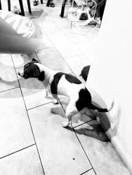 Reunited Unknown Dog last seen Maryland and St. Rose, Henderson, NV 89052