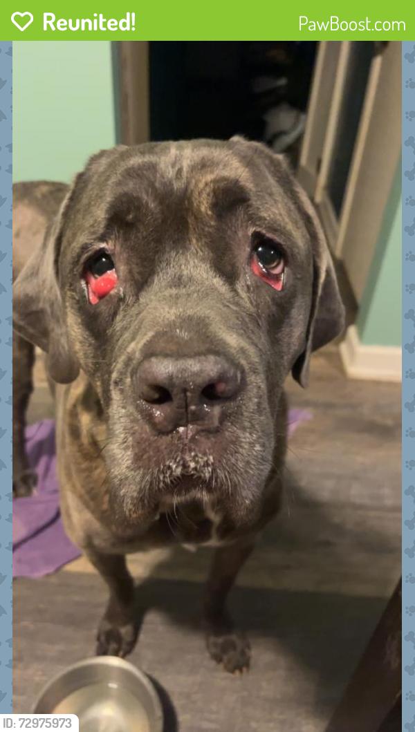Reunited Female Dog last seen Deliquia dr , Cincinnati, OH 45230