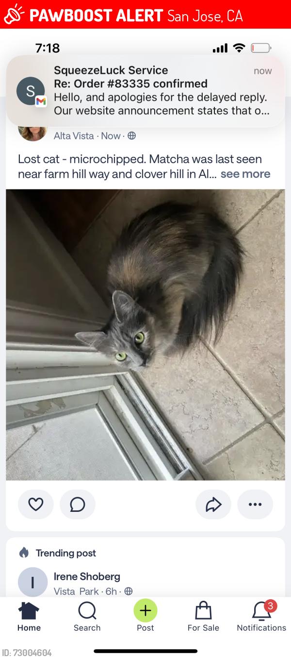 Lost Female Cat last seen Coverhill San Jose , San Jose, CA 95120