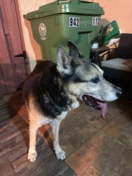 Reunited Male Dog last seen Near NW 57th Ave Miami Gardens, FL  33055 United States, Miami Gardens, FL 33055