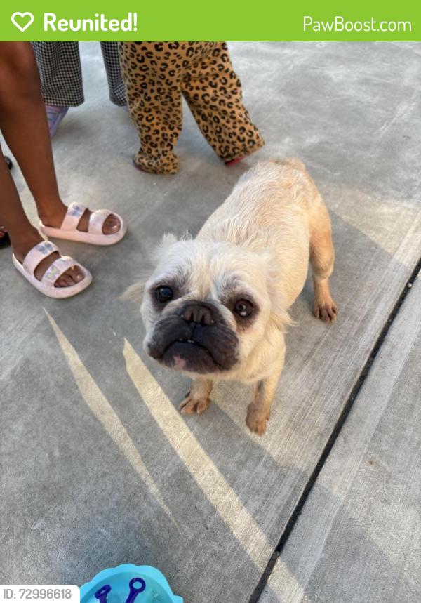 Reunited Female Dog last seen B st, Eureka, CA 95501