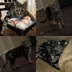 Lost Male Cat last seen Exchange, Alma, Allen, TX 75013