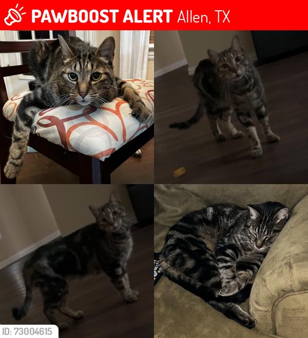 Lost Male Cat last seen Exchange, Alma, Allen, TX 75013