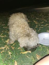 Reunited Unknown Dog last seen Abagail St, Jurupa Valley, Jurupa Valley, CA 91752