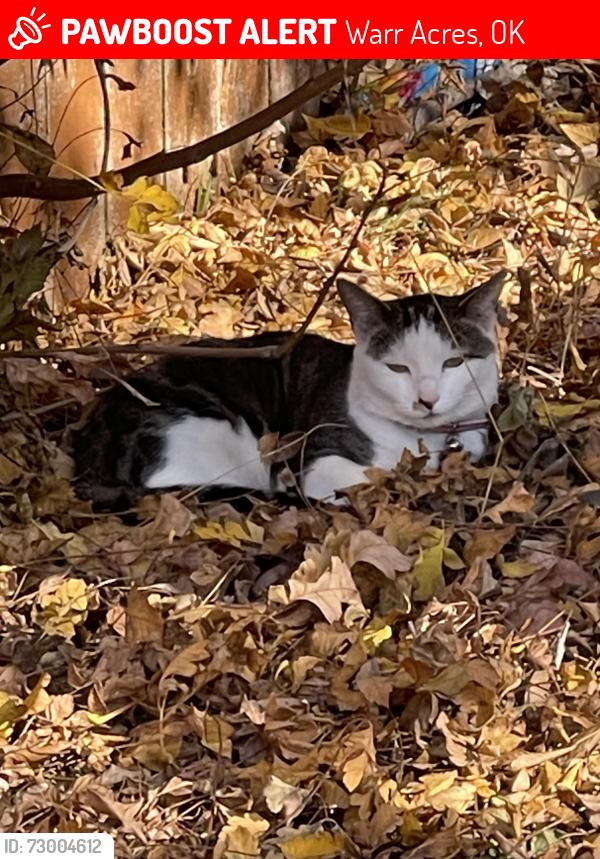 Lost Female Cat last seen MacArthur & 63rd, Warr Acres, OK 73132