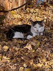 Lost Female Cat last seen MacArthur & 63rd, Warr Acres, OK 73132