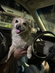 Lost Female Dog last seen Mt vernon, San Bernardino, CA 92405