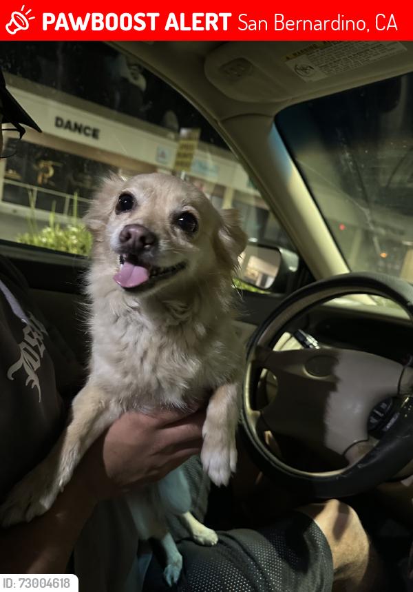 Lost Female Dog last seen Mt vernon, San Bernardino, CA 92405