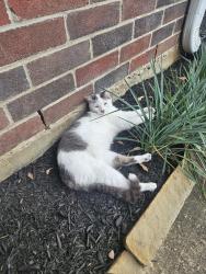 Reunited Female Cat last seen Near Candlecreek Dr, Spring, TX 77388, USA, Spring, TX 77388