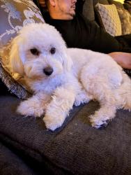 Lost Male Dog last seen Kostner & 26th st, Chicago, IL 60623