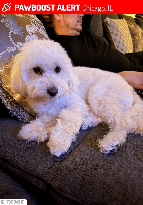 Lost Male Dog last seen Kostner & 26th st, Chicago, IL 60623
