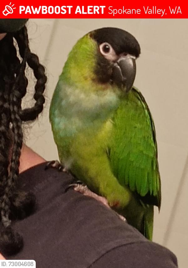 Lost Unknown Bird last seen 11th & Barker rd, Spokane Valley, WA 99016