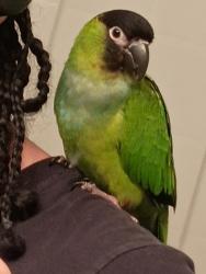 Lost Unknown Bird last seen 11th & Barker rd, Spokane Valley, WA 99016