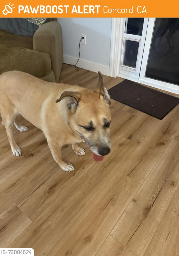 Found/Stray Unknown Dog last seen Olive dr, Concord, CA 94521