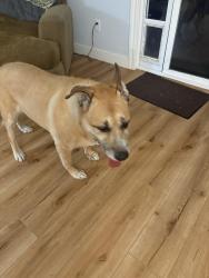 Found/Stray Unknown Dog last seen Olive dr, Concord, CA 94521