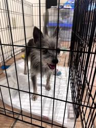 Found/Stray Female Dog last seen Eastwood subdivision, Laredo, TX 78043