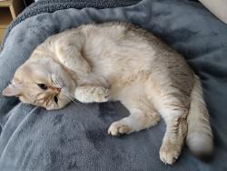 Lost Female Cat last seen Plenty river drive, Greensborough, VIC 3088