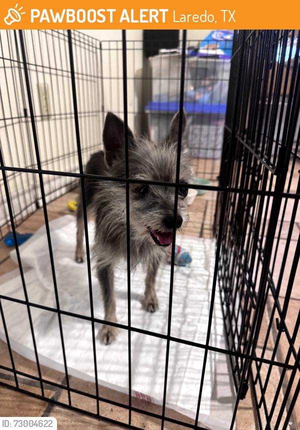 Found/Stray Female Dog last seen Eastwood subdivision, Laredo, TX 78043