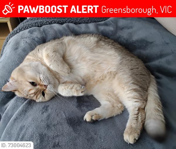 Lost Female Cat last seen Plenty river drive, Greensborough, VIC 3088
