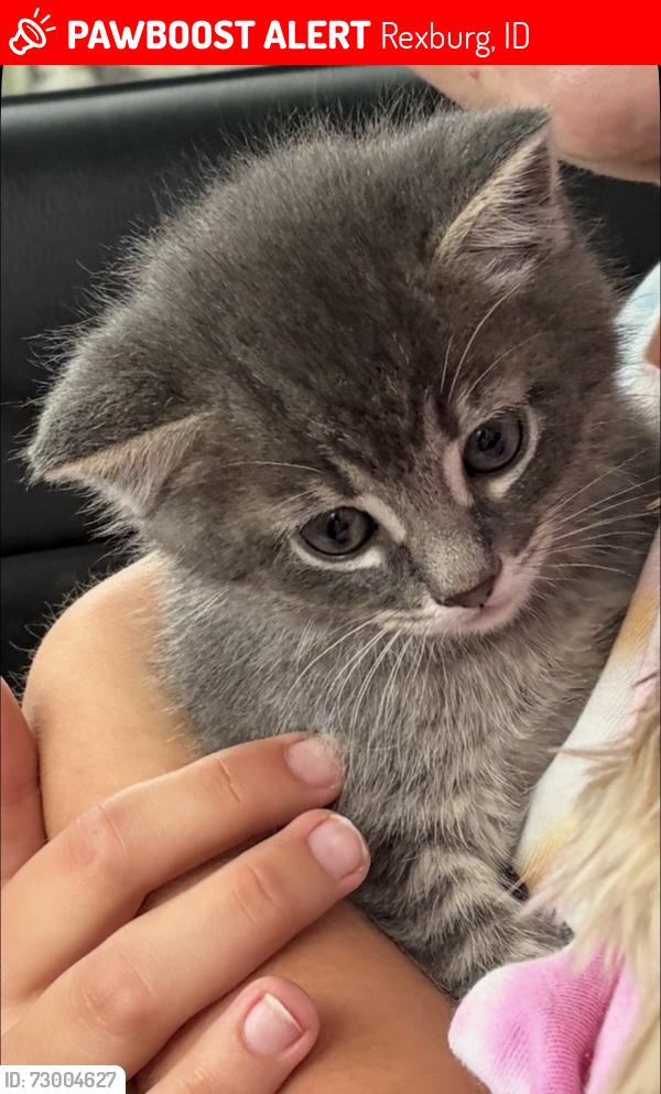 Lost Male Cat last seen Maverick, Rexburg, ID 83440