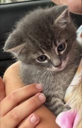 Lost Male Cat last seen Maverick, Rexburg, ID 83440