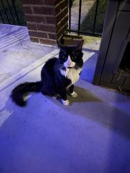 Found/Stray Unknown Cat last seen Downing St. cor. 15th St. NE, Washington, DC, Washington, DC 20018