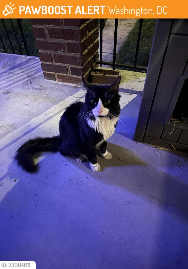 Found/Stray Unknown Cat last seen Downing St. cor. 15th St. NE, Washington, DC, Washington, DC 20018