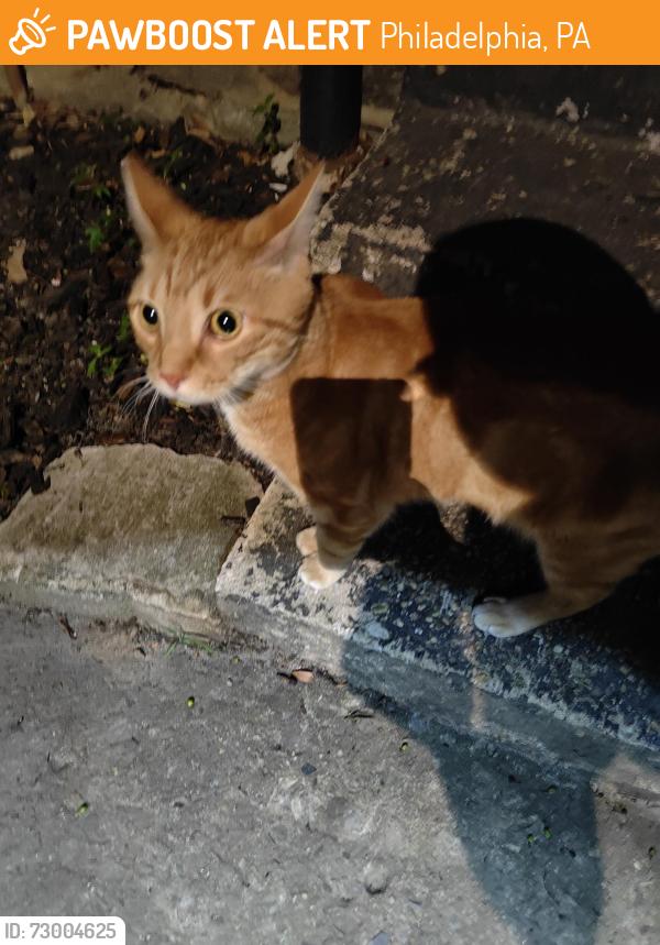Found/Stray Male Cat last seen Between Manheim and Seymour, Philadelphia, PA 19144