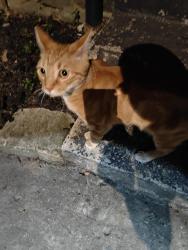 Found/Stray Male Cat last seen Between Manheim and Seymour, Philadelphia, PA 19144