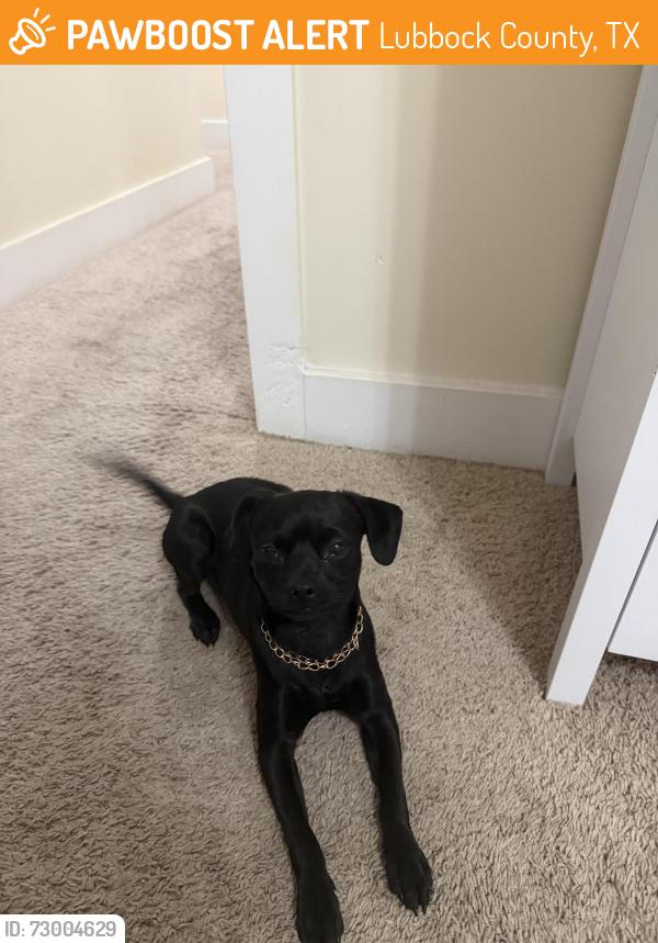 Found/Stray Male Dog last seen The Republic apmts, Lubbock County, TX 79403