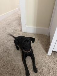 Found/Stray Male Dog last seen The Republic apmts, Lubbock County, TX 79403