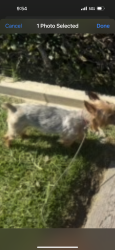 Lost Female Dog last seen 5th Ave and 90th st Inglewood , Inglewood, CA 90305