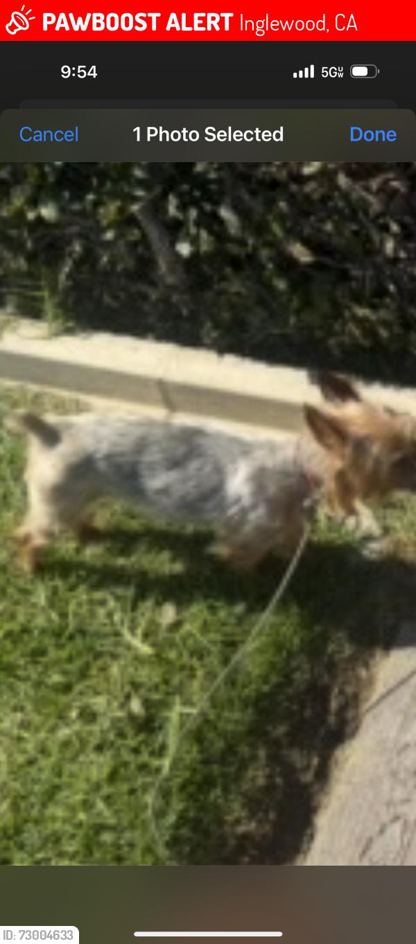 Lost Female Dog last seen 5th Ave and 90th st Inglewood , Inglewood, CA 90305