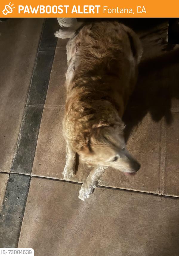 Found/Stray Unknown Dog last seen Plum street , Fontana, CA 92336