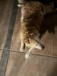 Found/Stray Unknown Dog last seen Plum street , Fontana, CA 92336